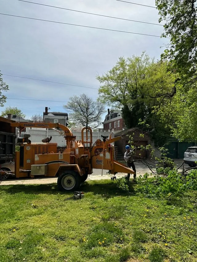 An orange Bandit wood chipper parked on a residential lawn while a Taperia Tree Service crew member feeds cut brush into the chute.