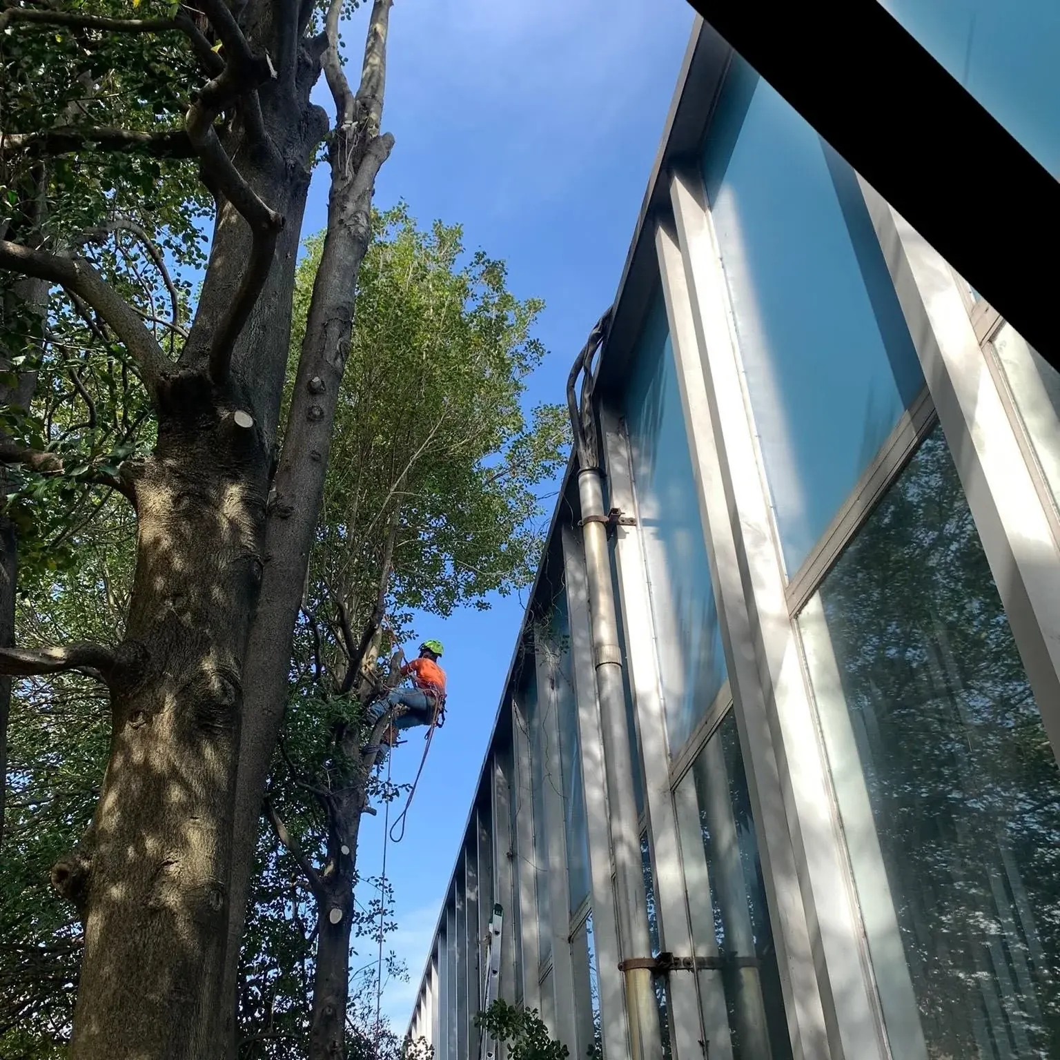 A Taperia Tree Service climber roped into the top of a tall tree, taking limbs down alongside a glass-walled commercial building.