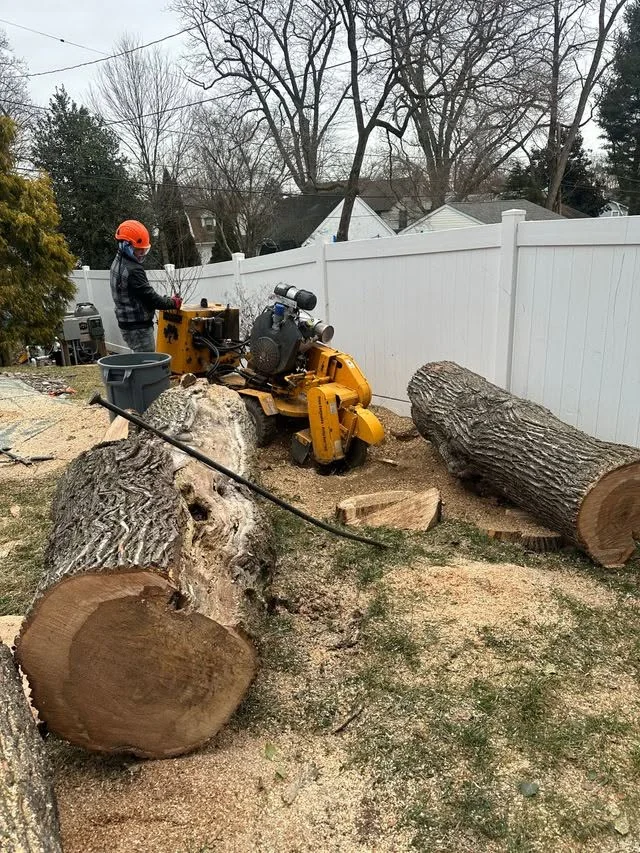 A Taperia Tree Service crew member in a hard hat running a stump grinder beside a white vinyl fence, with large hardwood logs and fresh grindings on the ground.